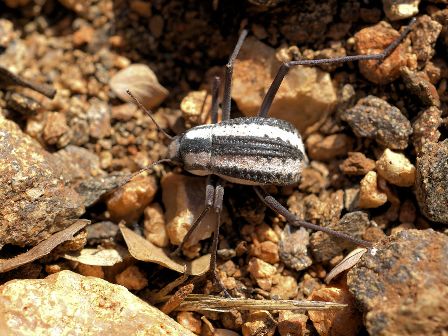 Racing Stripe Darkling Beetle from the Namibian Desert